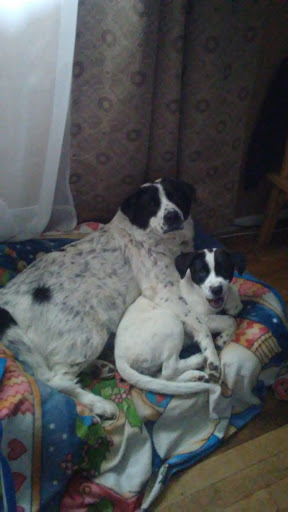 Pet Supply Store «Petco Animal Supplies», reviews and photos, 565 Jericho Turnpike, Syosset, NY 11791, USA