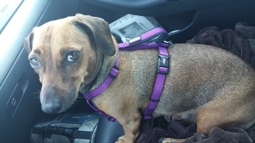 Pet Supply Store «PetSmart», reviews and photos, 742 S Meadow St, Ithaca, NY 14850, USA