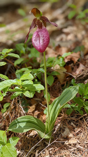 Wedding Venue «Highfield Hall & Gardens», reviews and photos, 58 Highfield Dr, Falmouth, MA 02540, USA