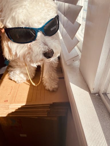 Pet Store «Pet Express», reviews and photos, 250 Granite St, Braintree, MA 02184, USA