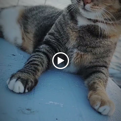 Casino «City of Gulfport: Gulfport Casino Ballroom», reviews and photos, 5500 Shore Blvd S, Gulfport, FL 33707, USA