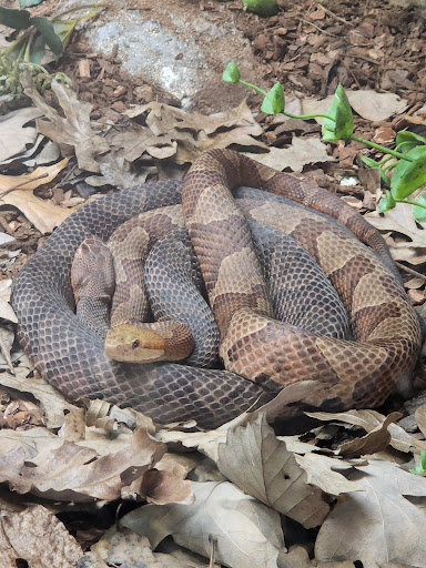 Park «Bays Mountain Park & Planetarium», reviews and photos, 853 Bays Mountain Rd, Kingsport, TN 37660, USA