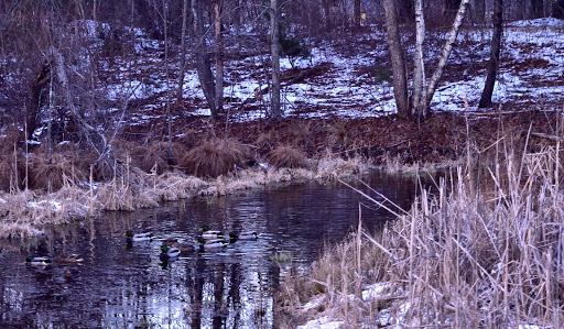 State Park «Lincoln Woods State Park», reviews and photos, 2 Manchester Print Works Rd, Lincoln, RI 02865, USA