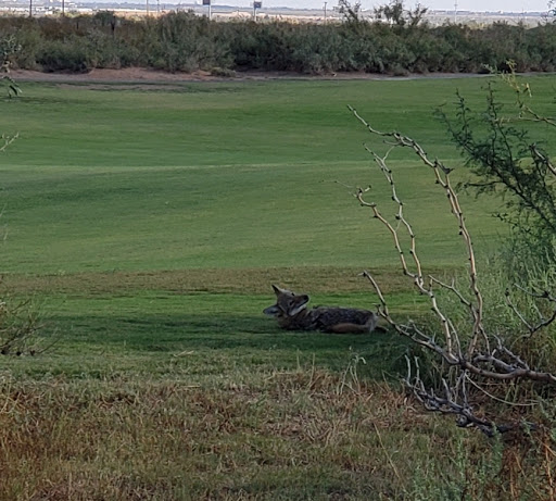 Public Golf Course «Painted Dunes Desert Golf Course», reviews and photos, 12000 McCombs Street, El Paso, TX 79934, USA