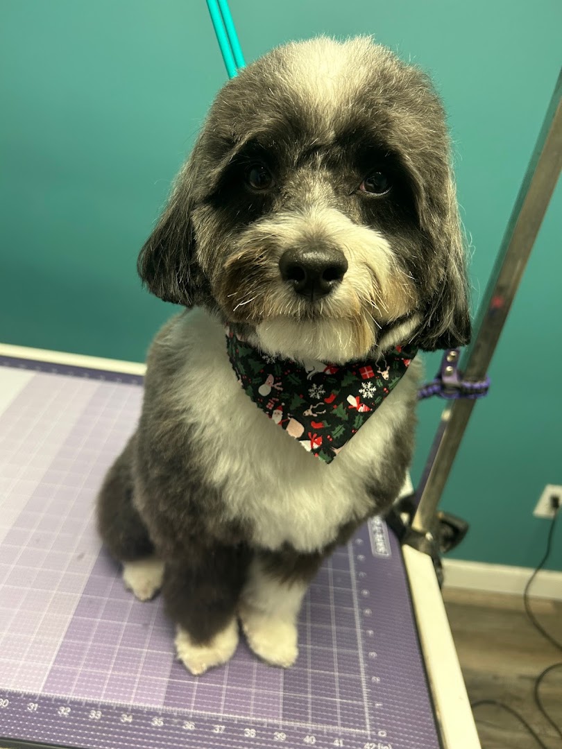 Shampoodled All Breed Pet Salon