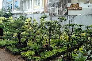 Jual tanaman hias Taman Mzai image