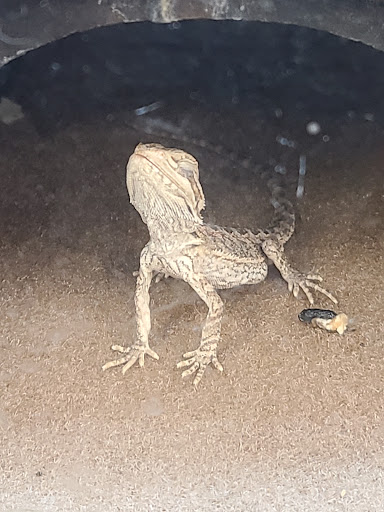 Pet Supply Store «Petco Animal Supplies», reviews and photos, 6425 Keizer Station Blvd, Keizer, OR 97303, USA