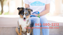 Charleston Dog Walker - Photo 2 - Car repair in Johns Island, SC, Charleston