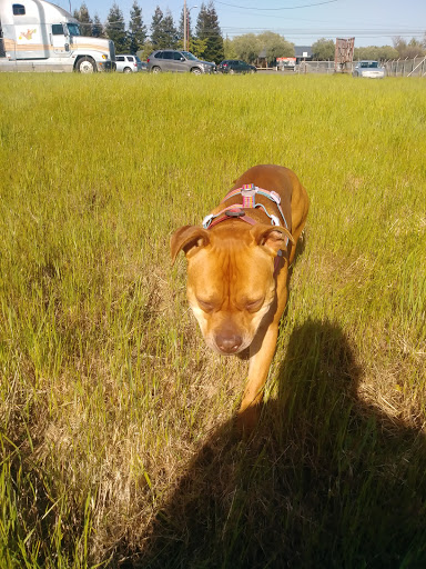 Produce Market «Fruit Basket 1», reviews and photos, 24101 Arnold Dr, Sonoma, CA 95476, USA