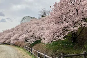Harumeki-Sakura Cherry Blossoms image