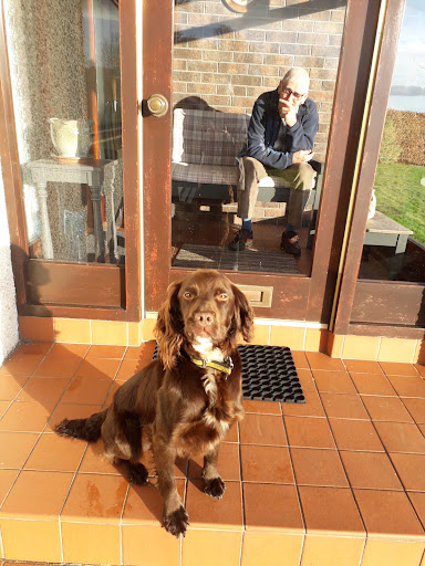 Dogs Trust Ballymena