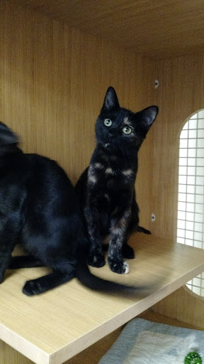 Pet Supply Store «Petco Animal Supplies», reviews and photos, 1401 E Spring Valley Rd, Richardson, TX 75081, USA