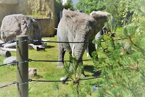 Tallinn Zoo image