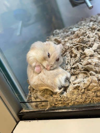 Pet Supply Store «Petco Animal Supplies», reviews and photos, 5994 Montana Ave, El Paso, TX 79925, USA