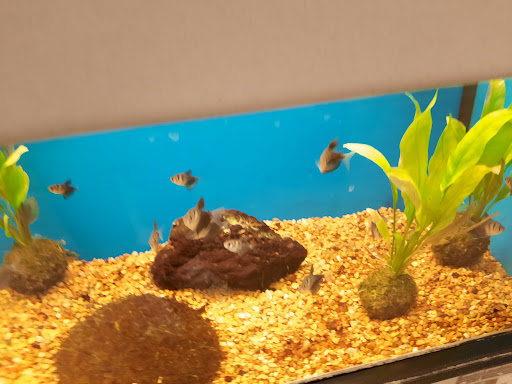 Pet Supply Store «Petco Animal Supplies», reviews and photos, 753 53rd Ave NE, Fridley, MN 55421, USA