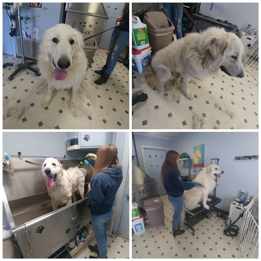 Clearwater Grooming & Pet Care