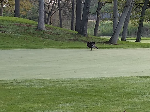 Golf Course «Huron Hills Golf Course», reviews and photos, 3465 E Huron River Dr, Ann Arbor, MI 48104, USA