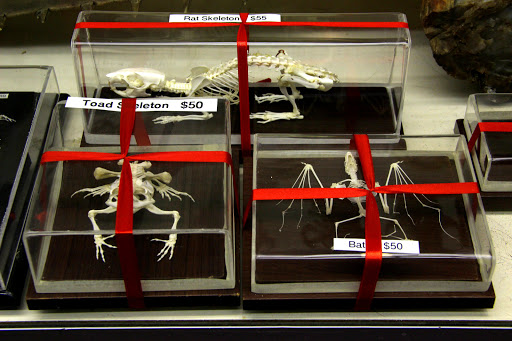 Toy Store «Brookside Toy and Science», reviews and photos, 330 W 63rd St, Kansas City, MO 64113, USA