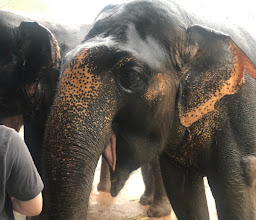 Elephant Jungle Sanctuary Phuket photo