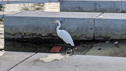 Environmental Protection Organization «Manatee Observation and Education Center», reviews and photos, 480 N Indian River Dr, Fort Pierce, FL 34950, USA