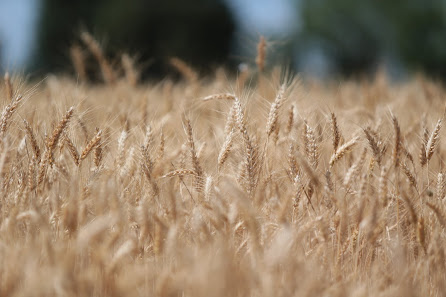 Azienda Agraria LA CHIONA, produzione e vendita di Legumi, Cereali, Farine e Pasta. Confezionamento e Macinazione a pietra Via Navello, 06038 Spello PG, Italia