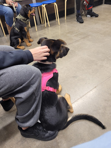 PetSmart Dog Training