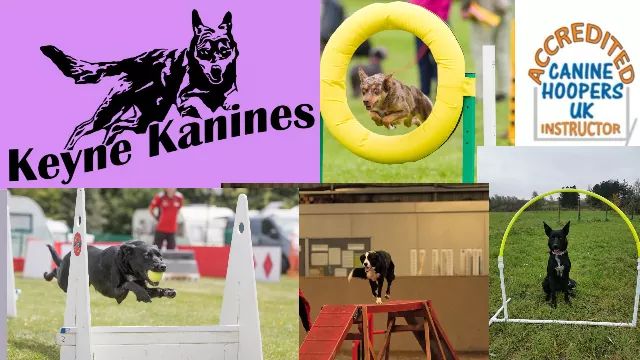 Reviews of keyne Kanines in Milton - Dog trainer