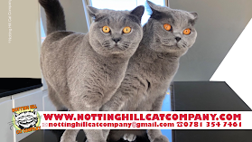 Notting Hill Cat Company