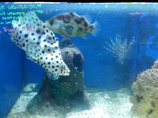 Pet Store «Fish Bowl», reviews and photos, 2117 E Race Ave, Searcy, AR 72143, USA