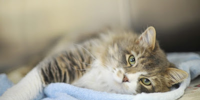 CLINIQUE VETERINAIRE VETOMAX à Saint-Maximin