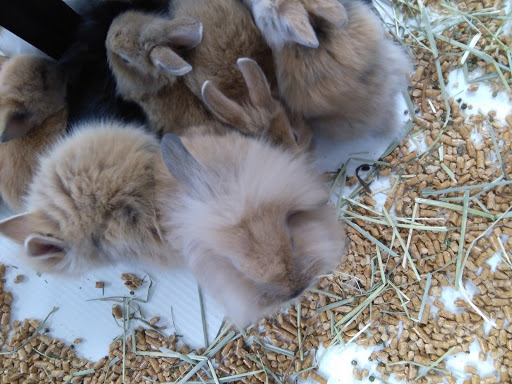 Pet Store «Fish Bowl», reviews and photos, 2117 E Race Ave, Searcy, AR 72143, USA