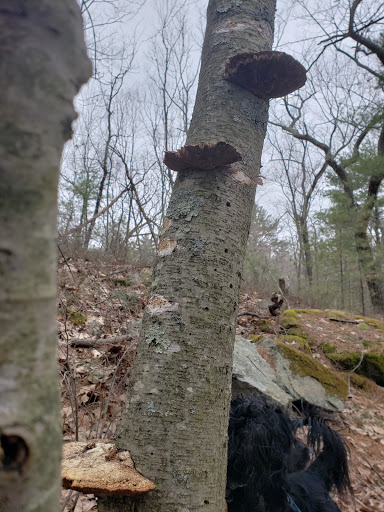 State Park «Wilson Mountain Reservation», reviews and photos, 384 Common St, Dedham, MA 02026, USA