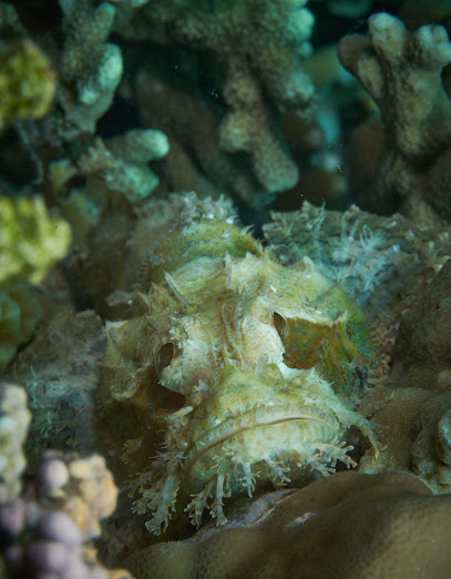 Tauchschule am Zugersee, KDiving David Krüger