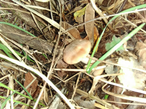 Golf Course «Riverside Disc Golf Course», reviews and photos, 7926 Riverside Rd E, Sumner, WA 98390, USA