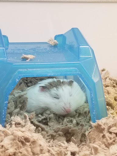 Pet Supply Store «Petco Animal Supplies», reviews and photos, 1945 W Palmetto St #250, Florence, SC 29501, USA