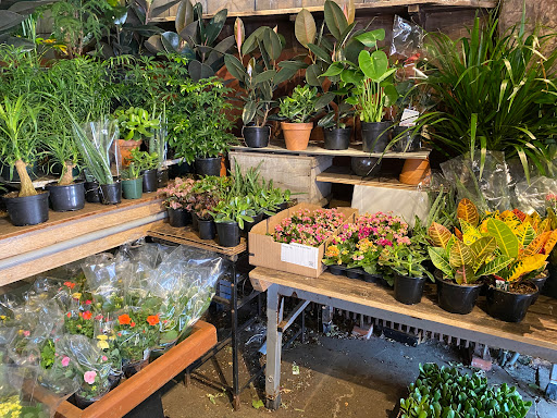 Florist «Brattle Square Florist», reviews and photos, 31 Brattle St, Cambridge, MA 02138, USA