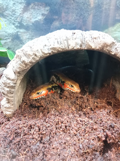 Pet Supply Store «Petco Animal Supplies», reviews and photos, 860 Broadway, New York, NY 10003, USA