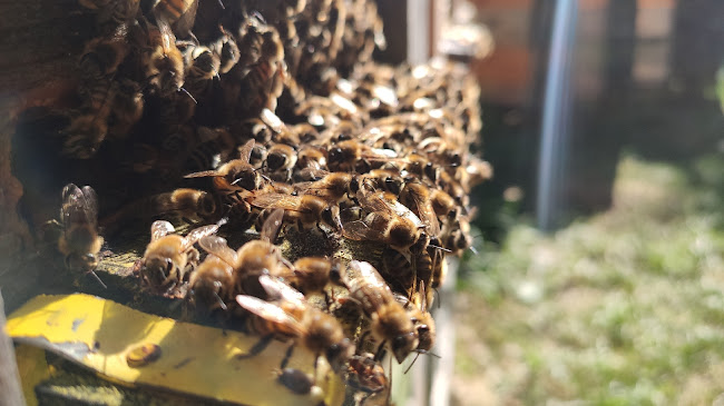 Értékelések erről a helyről: Kiss méhészet, Székesfehérvár - Élelmiszerüzlet