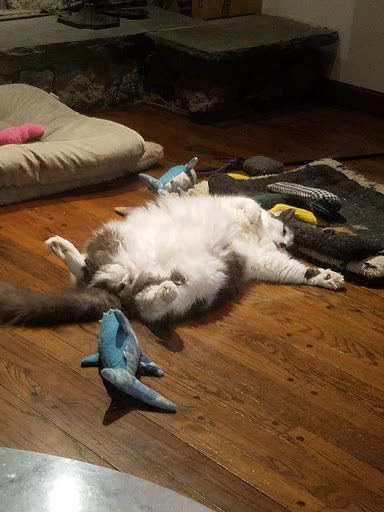 Pet Supply Store «USA Dog Shop», reviews and photos, 549 NY-17, Tuxedo Park, NY 10987, USA