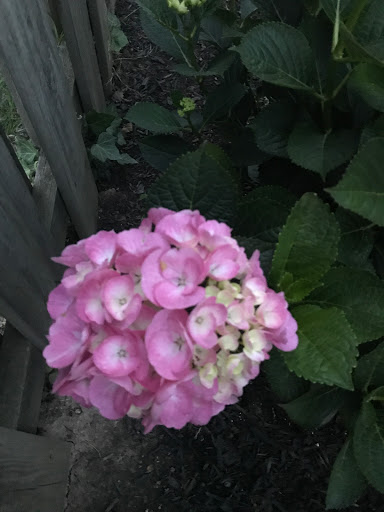 Florist «Dutch & Olgas Greenhouse», reviews and photos, 1285 NJ-36, Hazlet, NJ 07730, USA