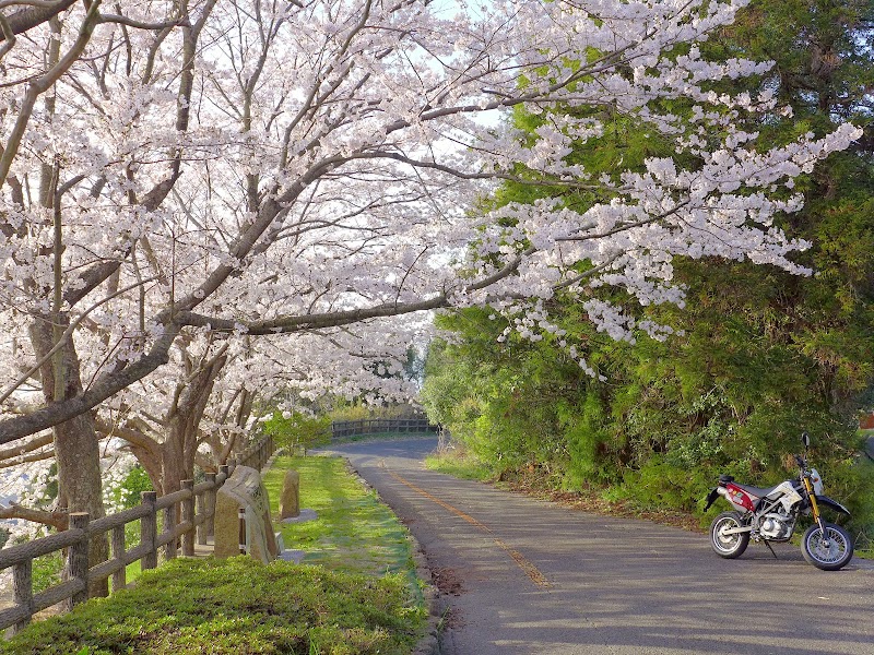 馬越の桜並木