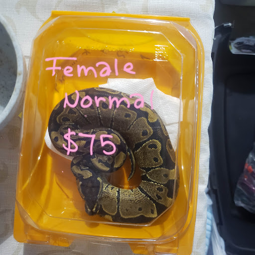 Pet Store «Kalamazoo Reptile Show», reviews and photos, 2900 Lake St, Kalamazoo, MI 49048, USA