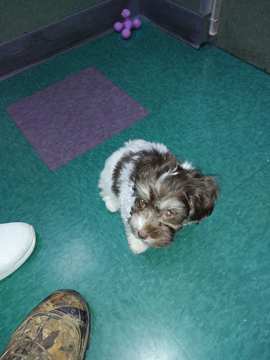 Pet Store «Petland Lewis Center», reviews and photos, 86 Meadow Park Ave, Lewis Center, OH 43035, USA