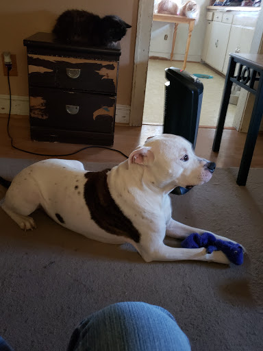 Bold Springs Vet Services image