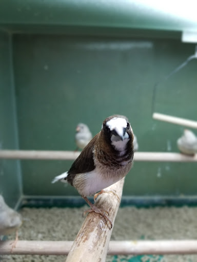 Pet Supply Store «Atlas Pet Supply», reviews and photos, 12761 Central Ave NE, Blaine, MN 55434, USA