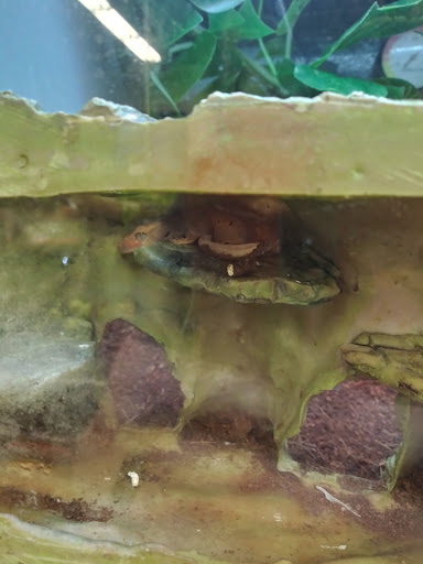 Pet Supply Store «Petco Animal Supplies», reviews and photos, 19767 Haynes Road, Catoosa, OK 74421, USA