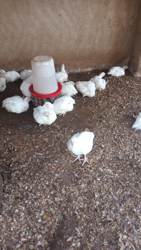 Yola Poultry Farm, After Abdulfana Ventures, Yolde, Nigeria, Real Estate Agency, state Adamawa