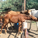 Photo n°4 de l'avis de Benedetta.u fait le 22/08/2023 à 12:27 sur le  Agriturismo Hornos à Marcelli