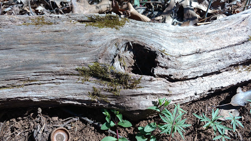 Nature Preserve «Shannondale Springs Wildlife Management Area», reviews and photos, Co Rte 9/5, Harpers Ferry, WV 25425, USA