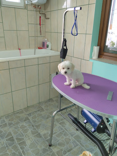 Tedy Pet Salon